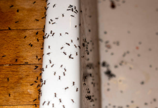 Best Residential Pest Control  in Roberta, GA